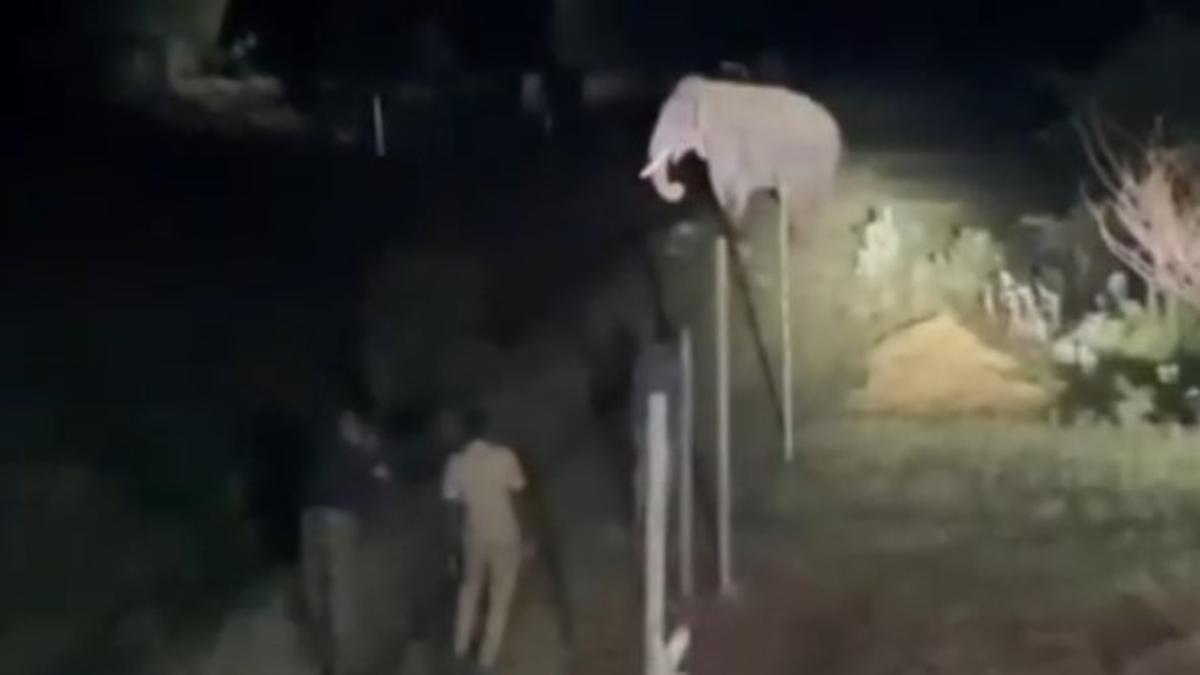 Veterinarians attempt to tranquillize wild tusker 'Rolex' near Coimbatore