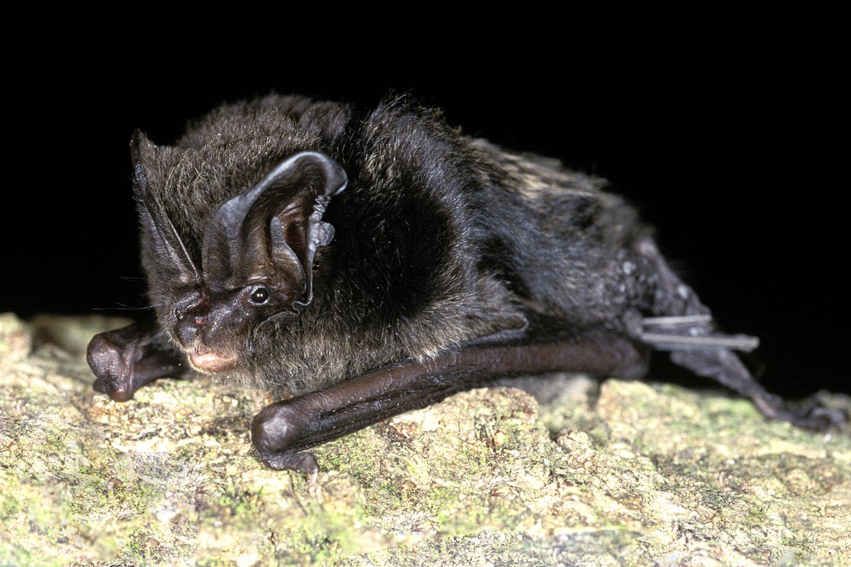 Why a rare bat species could cost a council £4.3m