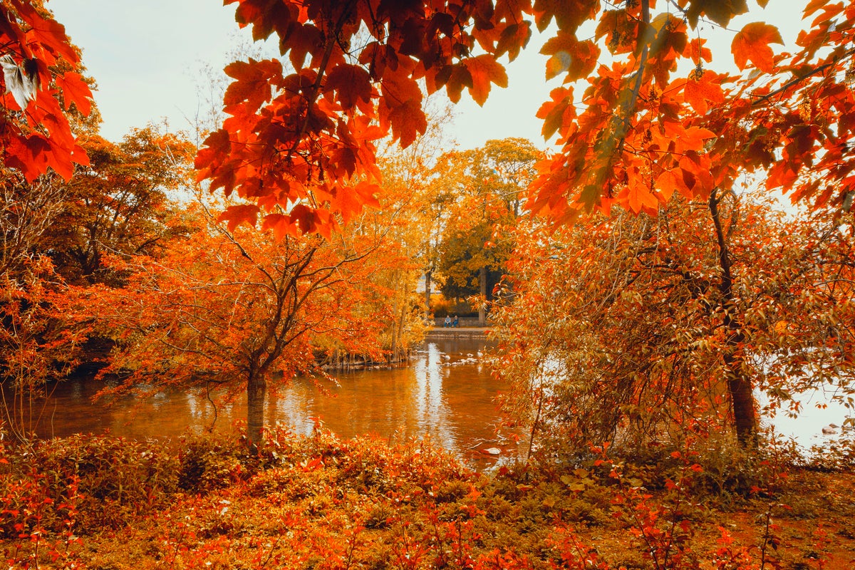 Why autumn leaves will be even more spectacular this year