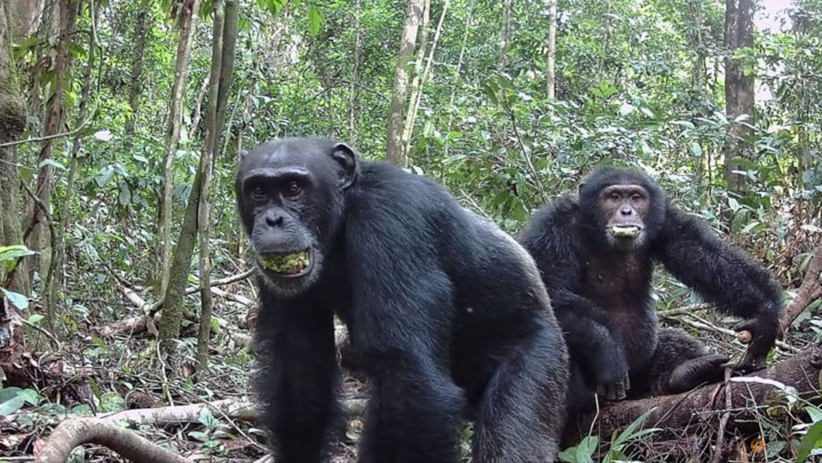 Wild chimps eating fermenting fruit get a surprising slug of alcohol