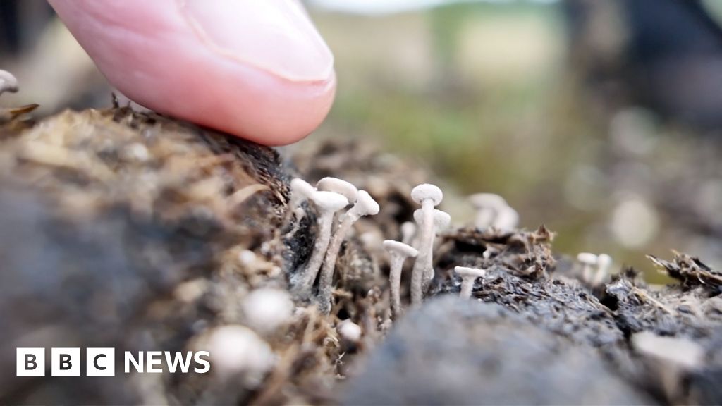 Win for wildlife as New Forest heathland habitat restored