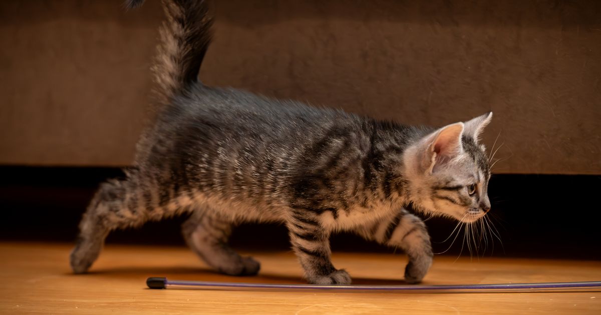 Woman checks pet cam at 3am and is floored by what she sees cat doing - The Mirror