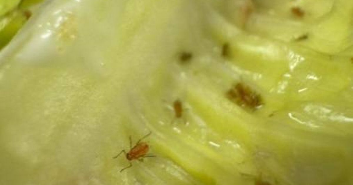 Woman left retching after finding bugs crawling on Co-op salad - The Mirror