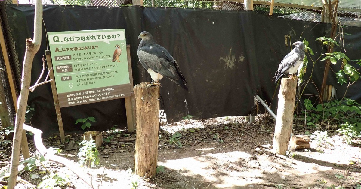 What happens to the animals after a zoo in Japan closes?