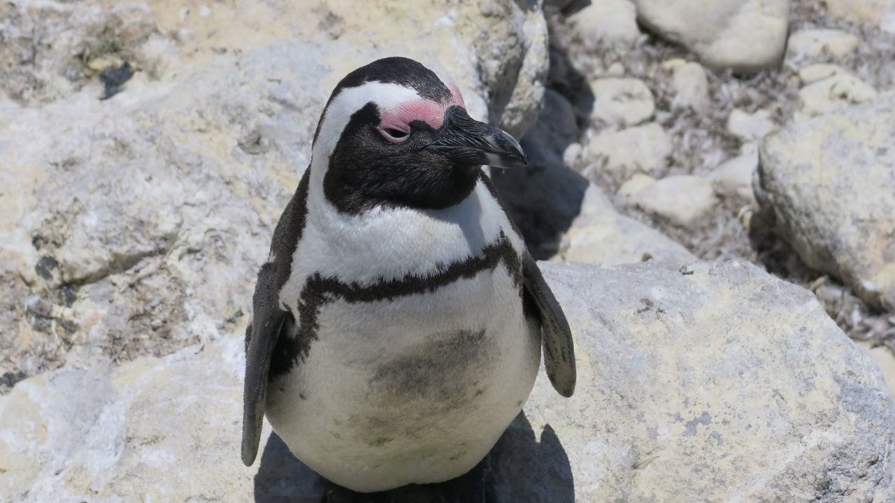 CapeNature sounds allarm for Africa's endangered penguins