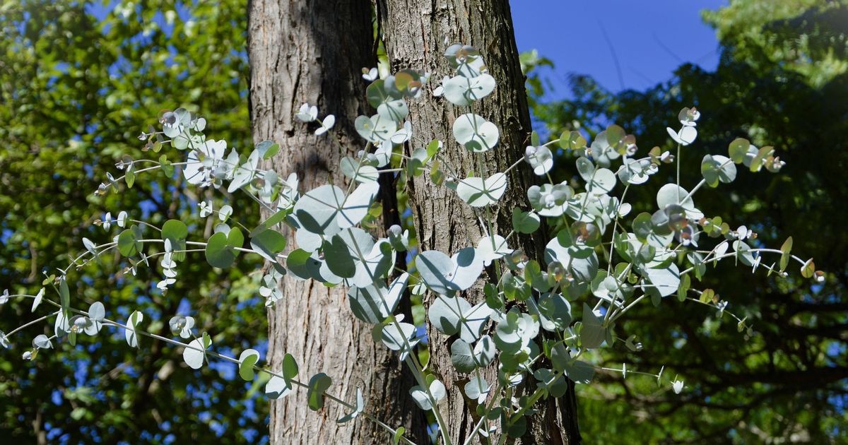 Alan Titchmarsh names 5 plans that give colourful flowers 'all year round' - The Mirror