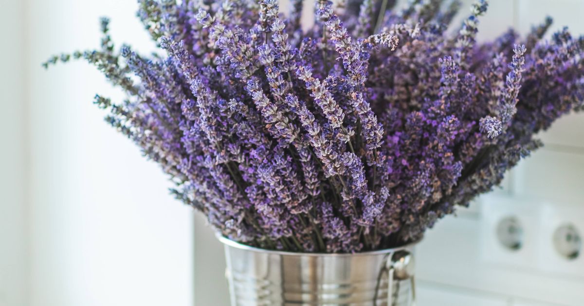 Alan Titchmarsh names 'must-do' task to get better lavender blooms - The Mirror