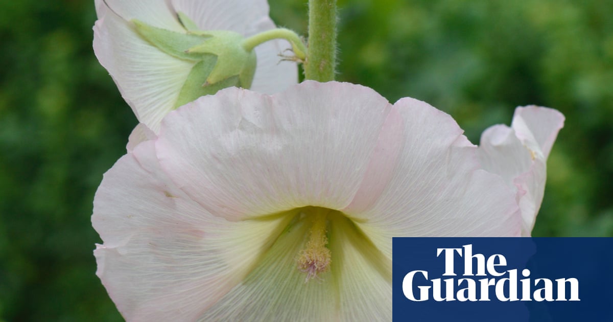 Country diary: Giants of the garden, our hollyhocks grow where they like | Susie White