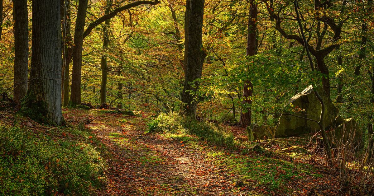 Ancient woodland with 'lost world feel' named among UK's best autumn walks