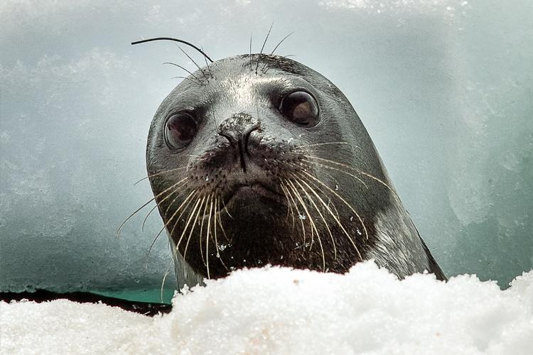 Arctic Seals Slipping Away- Climate's Deadly Grip