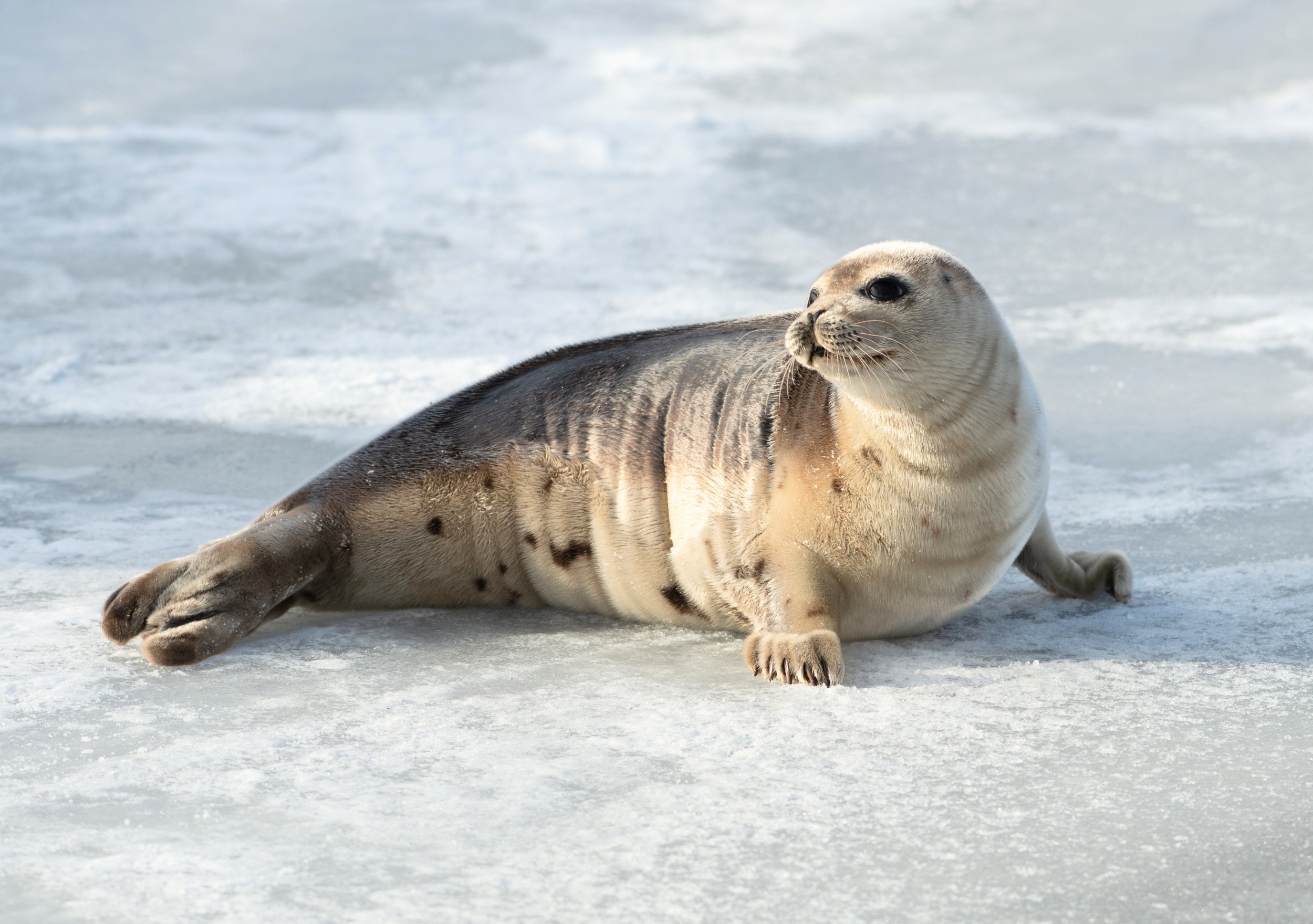 Arctic seals face extinction as global bird populations plummet