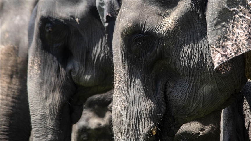Vanishing giants: Can Asia's elephants survive as their world disappears?
