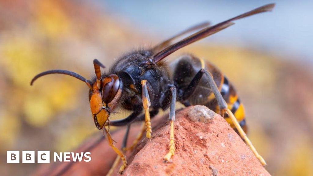 Asian hornet: Should I be worried about the first nest in Northern Ireland?
