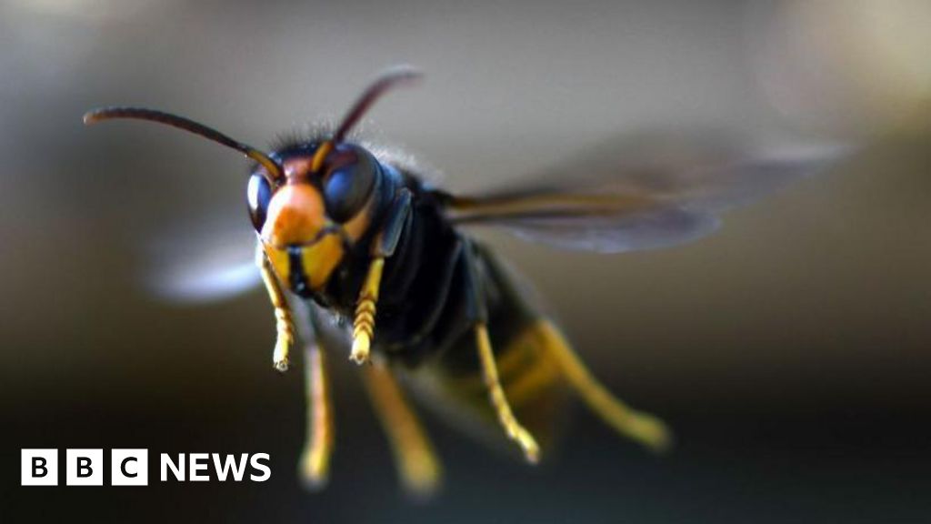 Asian hornet: Environment agency confirm NI's first sighting