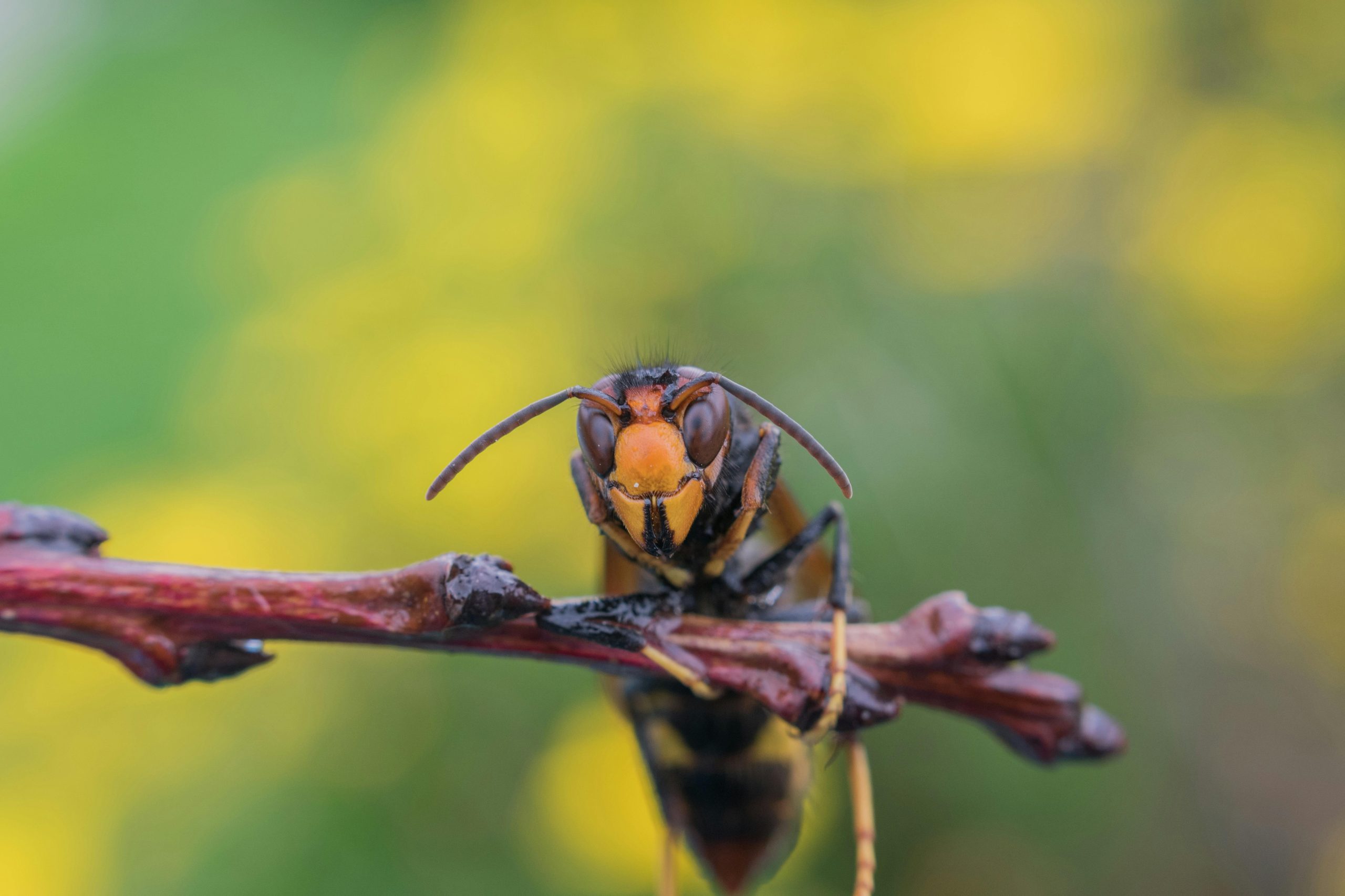 First Asian hornet sighting confirmed in Northern Ireland