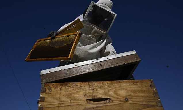 From rooftops to honey jars, Athens is abuzz with urban beekeeping