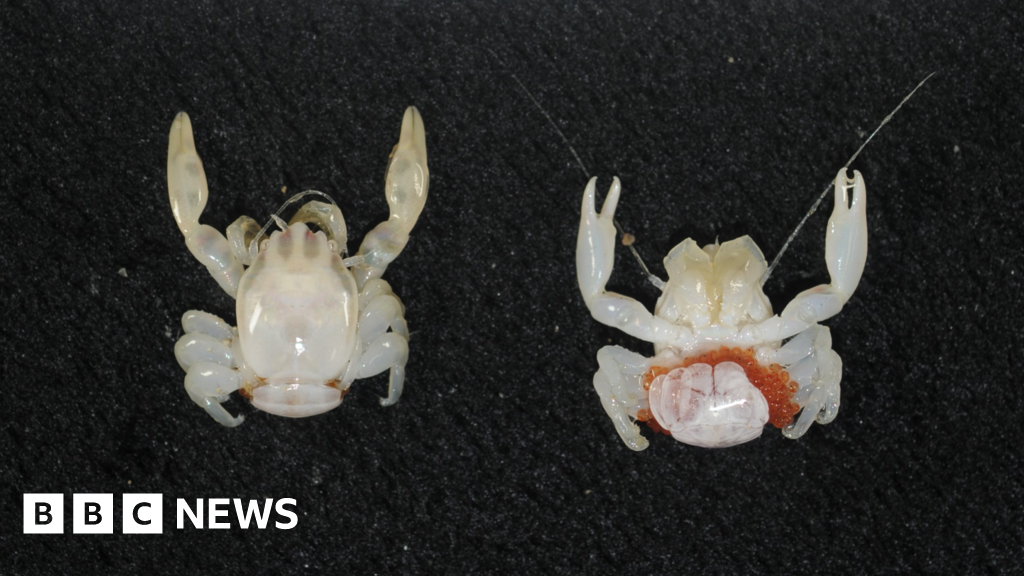 Australia: Almond-sized crab and tiny lantern shark discovered in deep seas