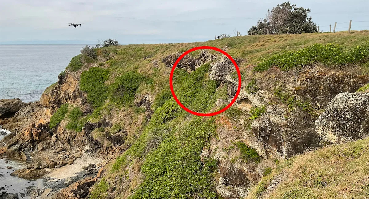 Clever new way to tackle one of Australia's 'most destructive' threats