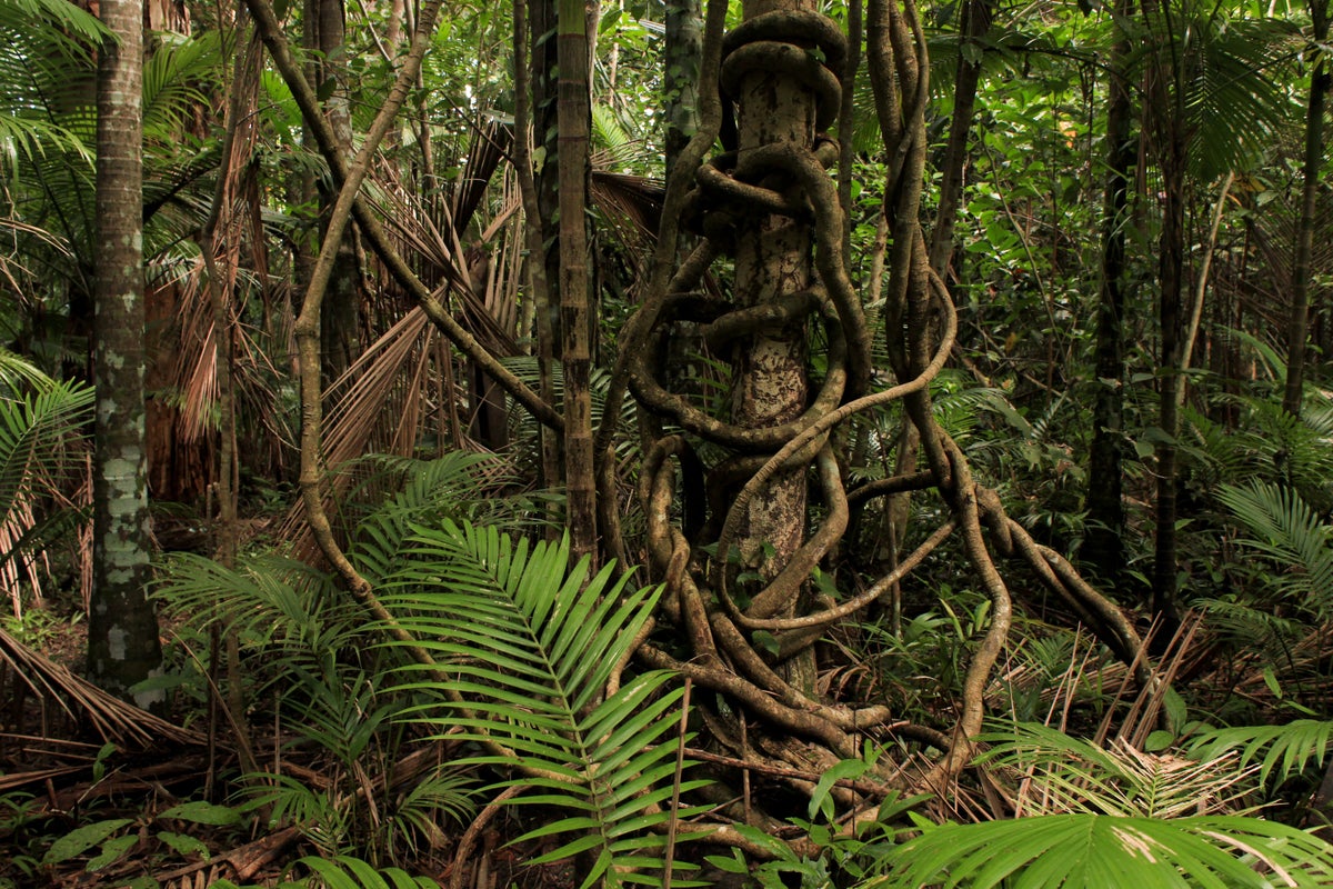 Australia's rainforests start releasing more carbon than they absorb, scientists warn