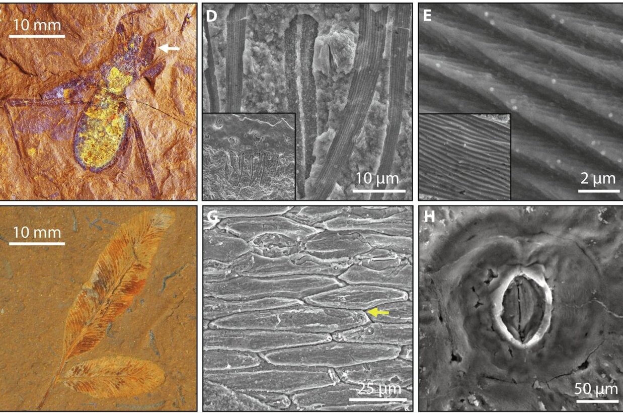 Unusual red rocks in Australia are rewriting the rules on exceptional fossil sites