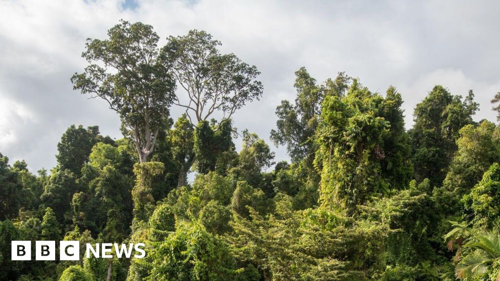 Australia's rainforests are releasing more carbon than they absorb, warn scientists