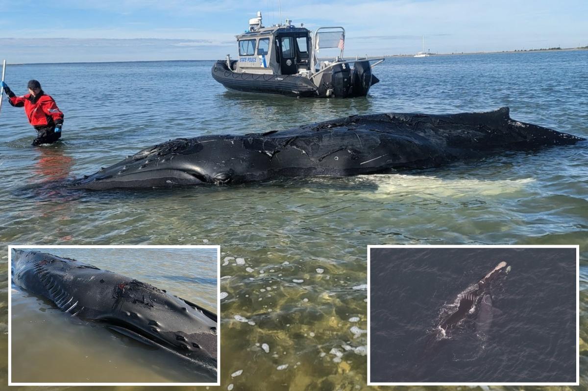 Baby humpback whale that broke hearts in NYC waters meets tragic end
