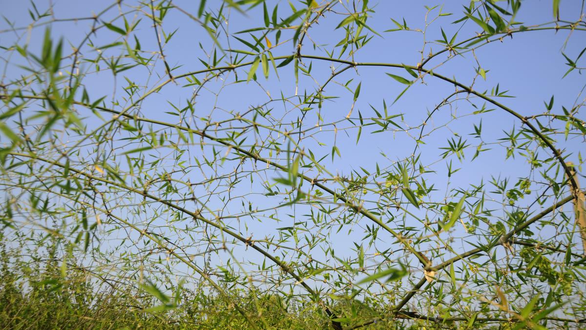 Pilot bamboo plantation project to restore traditional livelihoods of Kolam Adivasis in Adilabad district