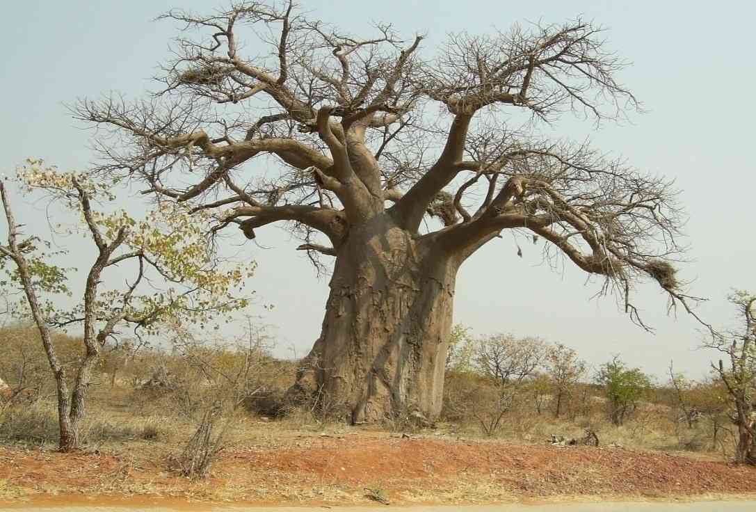 Families grind baobab fruit for meals as food crisis mounts