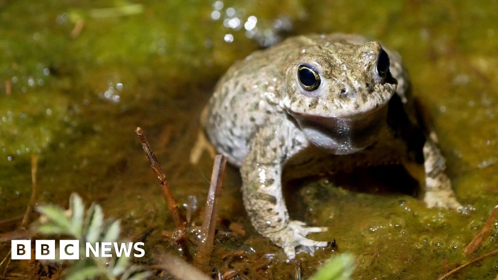 Strategy aims to reverse decline of wildlife in BCP Council area