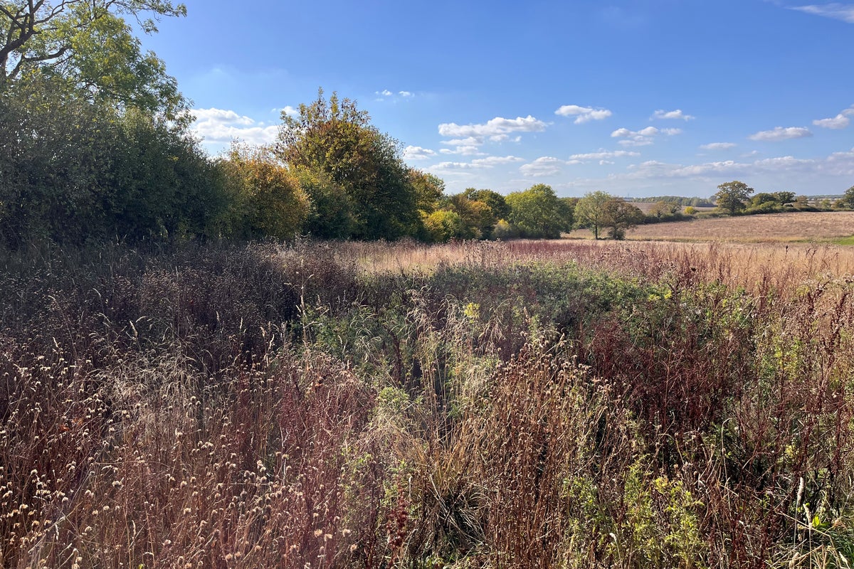 Beavers and pigs set to rewild 600 acres of farmland in new Government-backed plan