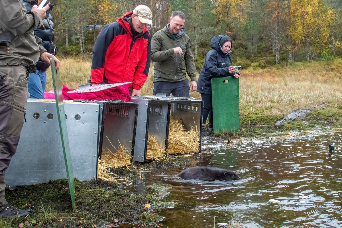 Beavers reintroduced to Scotland's 'most beautiful' glen after 400-year absence