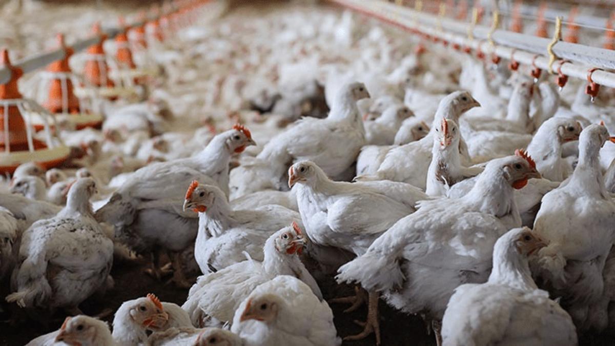 Bird Flu Confirmed In Washington's Grant County