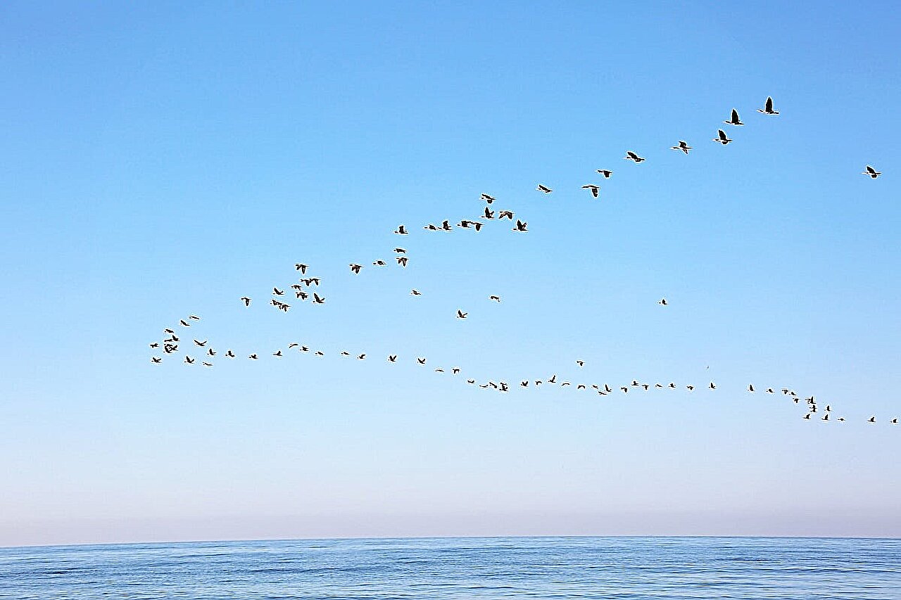 Millions of birds are migrating -- here's how to help keep them safe
