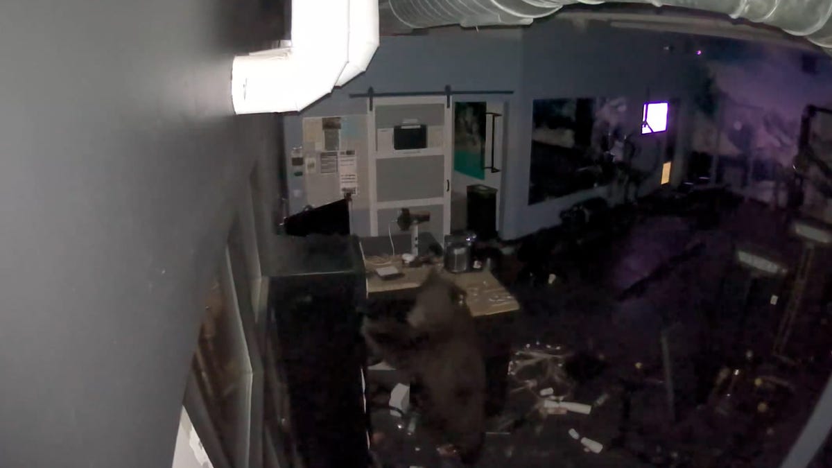 Video shows hungry black bears ransacking gym, stealing protein shakes