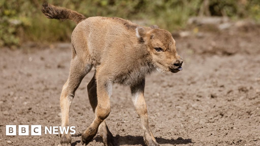 Blean Bison wilding scheme celebrates 'third generation' calf