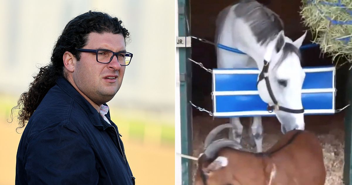 Breeders' Cup: Trainer's secret weapon is a goat named 'Brownie'  - The Mirror