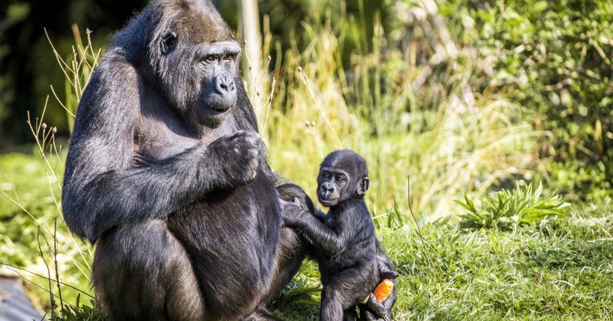 Gorillas left behind in their old enclosures three years after zoo closes