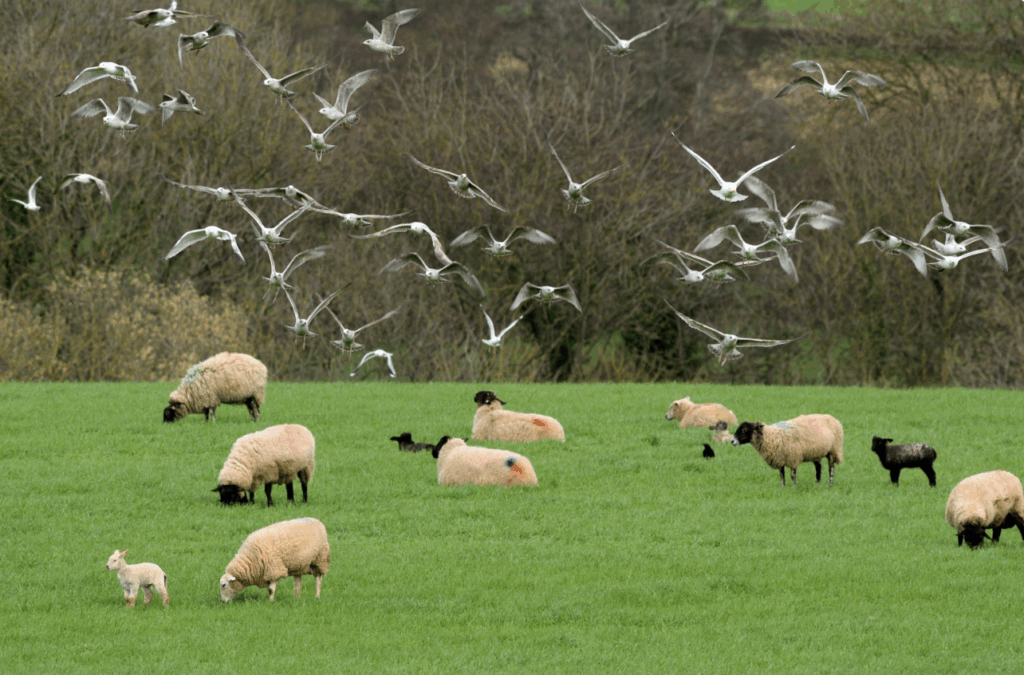 Viewpoint: Despite environmental activist claims, bird and insect populations are not crashing in Britain