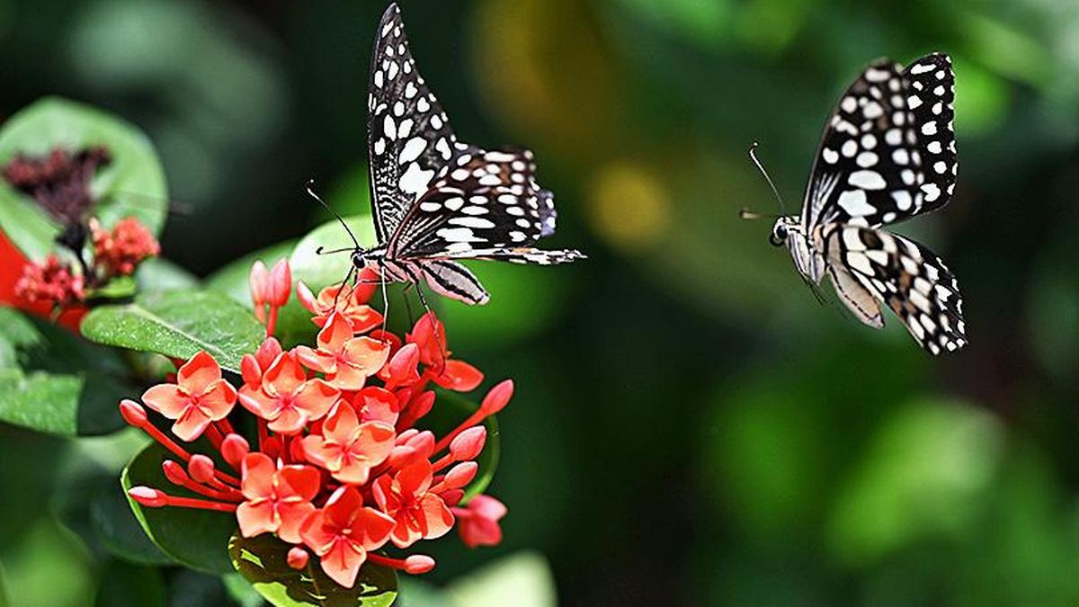 Butterfly, moth survey at Telangana's Eturnagaram Wildlife Sanctuary in November
