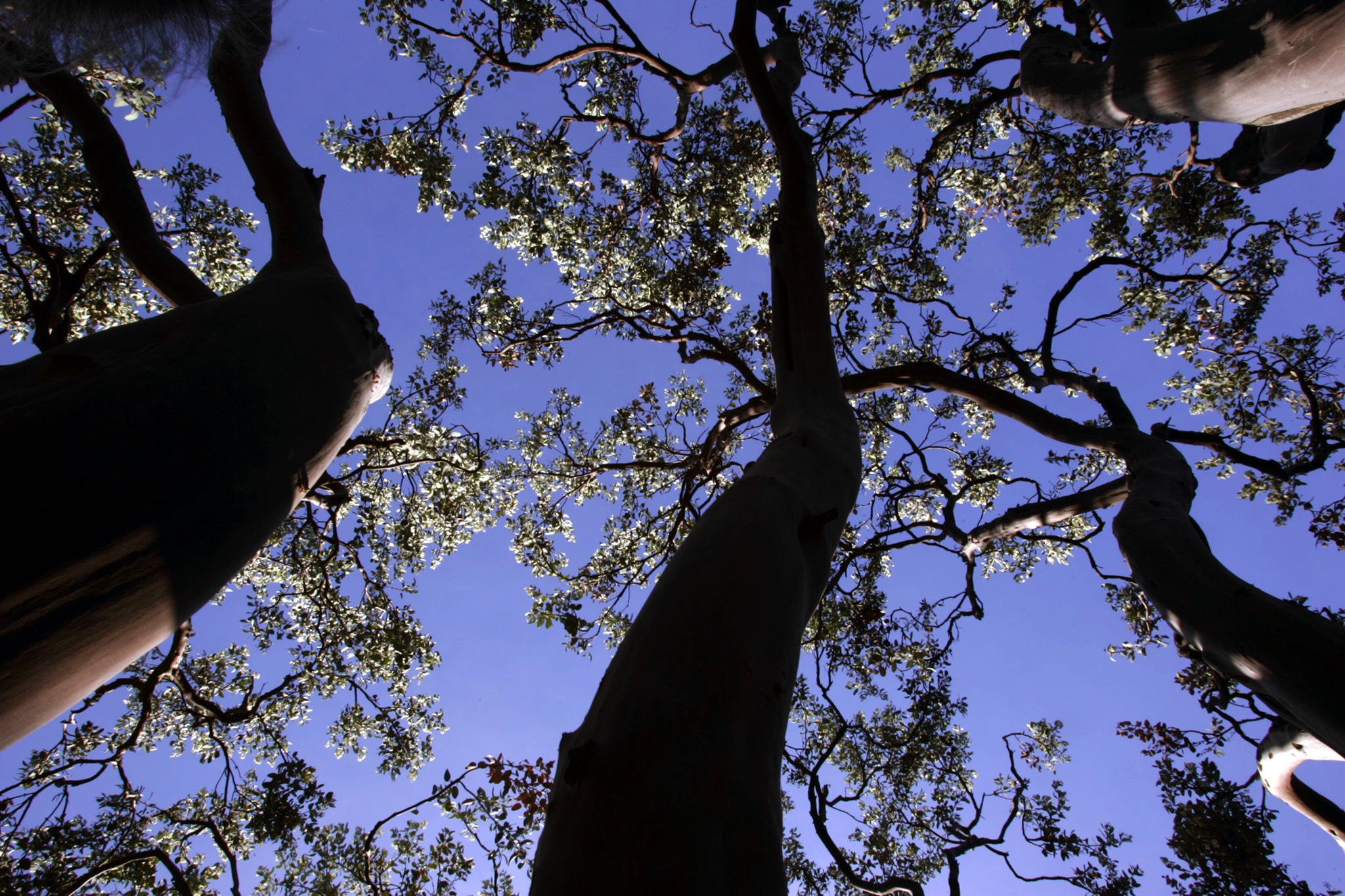 California has 2 new state symbols