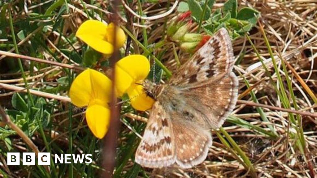 Rangers welcome increase in Cannock Chase rare butterfly numbers