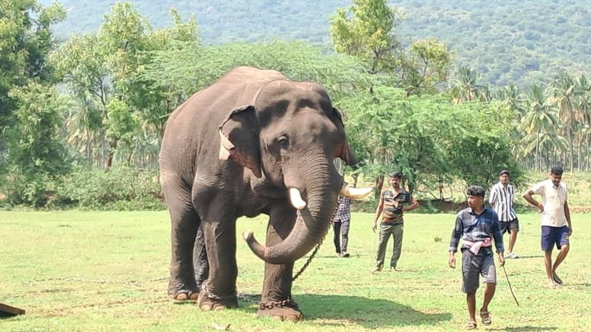 Operation to capture tusker near Coimbatore resumes with kumkis Chinnathambi, Kapildev