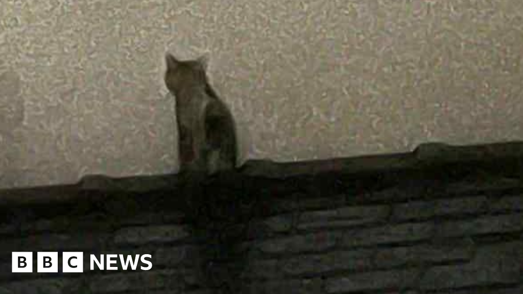 Cat hurt in fire survives four weeks in burned-out building