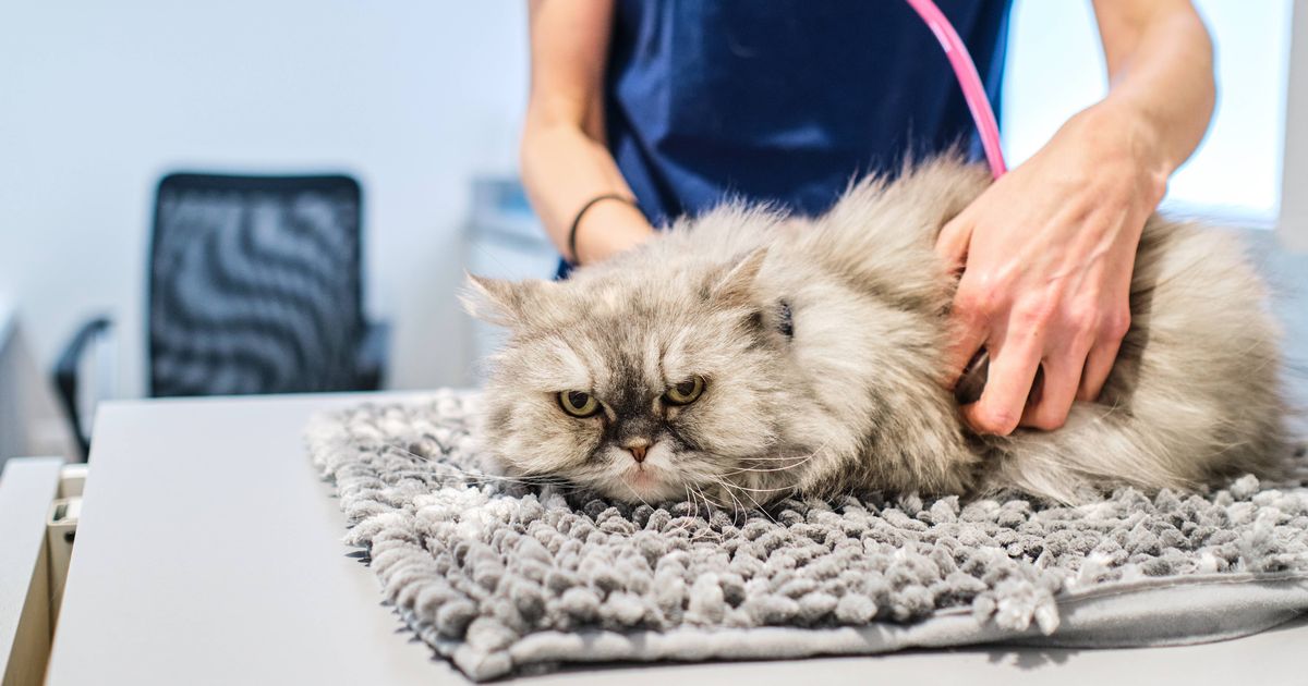 'I noticed 'pimple' on my cat and was baffled when I realised what it was' - The Mirror