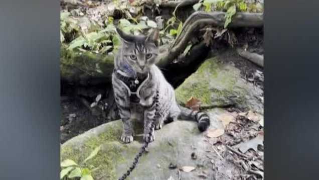 Ray Ray the cat rides 100 miles on family's van to join in on their vacation to NH