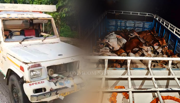 Cattle Smuggling Bid Foiled In Balasore; Pickup Van Seized, Driver Flees | Odisha