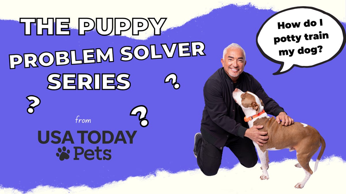 House train your dog with Cesar Millan's 4 simple steps