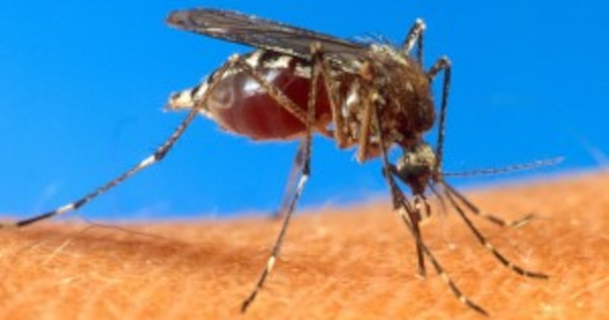 Chikungunya virus is back in the U.S. Here's what you need to know and if you should worry