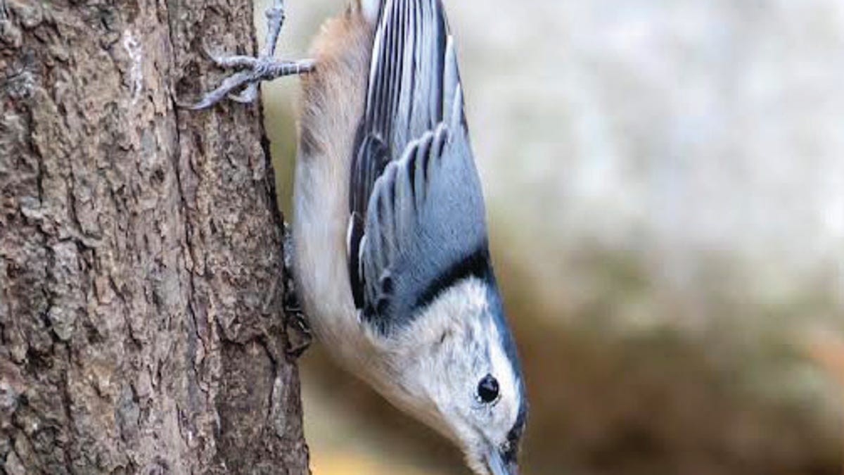 Citizen Science Birding program launches Wednesday with bird walk at UT Arboretum