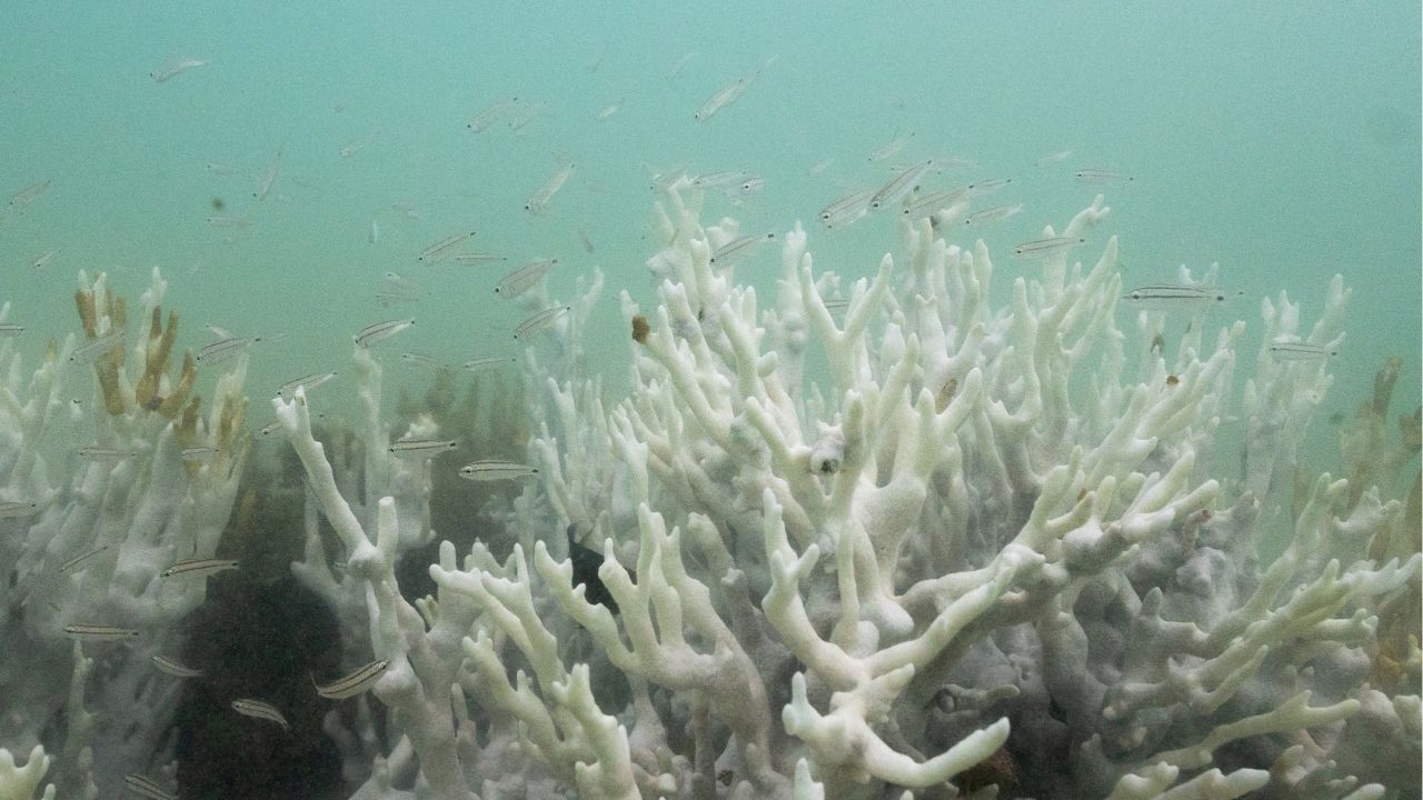 Climate Tipping Points Are Being Crossed, Scientists Warn Ahead of COP30